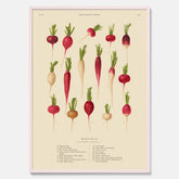 Kökstavla med Rädisor poster – Plansch med grönsaker, rädis-poster av Ernst Benary, rädistavla, tavla med rädisor, skolposter, köksposter, poster till kök