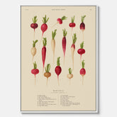 Tavla på canvas med Rädisor poster – Plansch med grönsaker, rädis-poster av Ernst Benary, rädistavla, tavla med rädisor, skolposter, köksposter, poster till kök