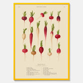 Kökstavla med Rädisor poster – Plansch med grönsaker, rädis-poster av Ernst Benary, rädistavla, tavla med rädisor, skolposter, köksposter, poster till kök