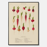 Tavla på canvas med Rädisor poster – Plansch med grönsaker, rädis-poster av Ernst Benary, rädistavla, tavla med rädisor, skolposter, köksposter, poster till kök