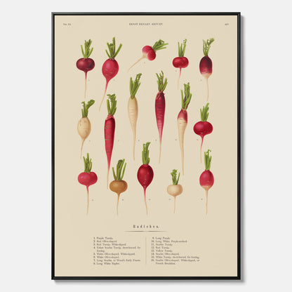 Tavla på canvas med Rädisor poster – Plansch med grönsaker, rädis-poster av Ernst Benary, rädistavla, tavla med rädisor, skolposter, köksposter, poster till kök