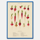 Kökstavla med Rädisor poster – Plansch med grönsaker, rädis-poster av Ernst Benary, rädistavla, tavla med rädisor, skolposter, köksposter, poster till kök