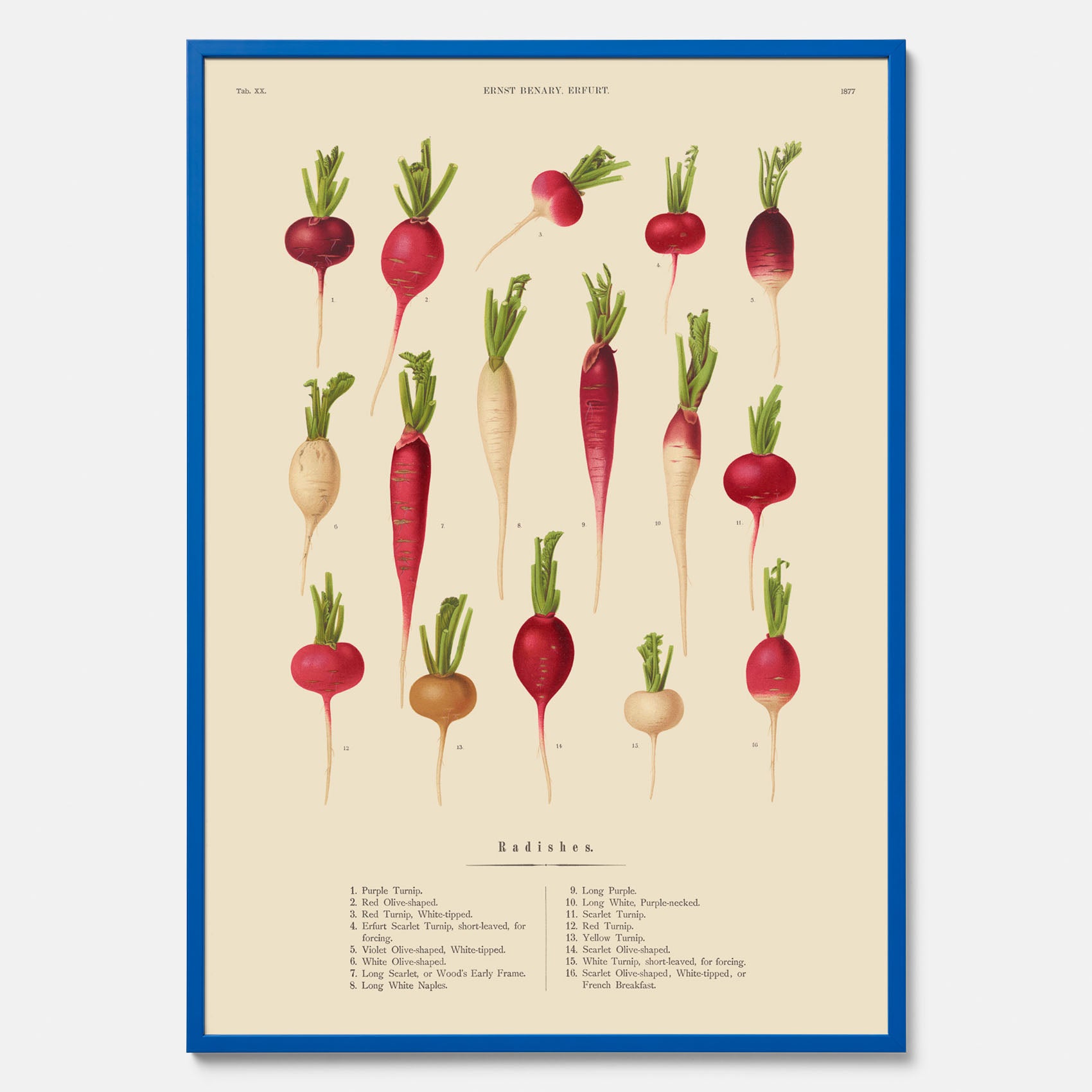 Kökstavla med Rädisor poster – Plansch med grönsaker, rädis-poster av Ernst Benary, rädistavla, tavla med rädisor, skolposter, köksposter, poster till kök