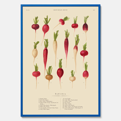 Kökstavla med Rädisor poster – Plansch med grönsaker, rädis-poster av Ernst Benary, rädistavla, tavla med rädisor, skolposter, köksposter, poster till kök