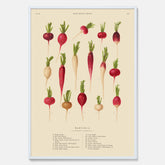 Kökstavla med Rädisor poster – Plansch med grönsaker, rädis-poster av Ernst Benary, rädistavla, tavla med rädisor, skolposter, köksposter, poster till kök