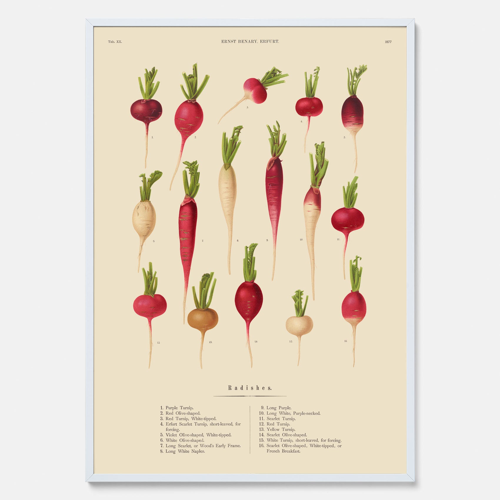 Kökstavla med Rädisor poster – Plansch med grönsaker, rädis-poster av Ernst Benary, rädistavla, tavla med rädisor, skolposter, köksposter, poster till kök