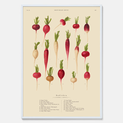 Kökstavla med Rädisor poster – Plansch med grönsaker, rädis-poster av Ernst Benary, rädistavla, tavla med rädisor, skolposter, köksposter, poster till kök