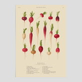 Kökstavla med Rädisor poster – Plansch med grönsaker, rädis-poster av Ernst Benary, rädistavla, tavla med rädisor, skolposter, köksposter, poster till kök