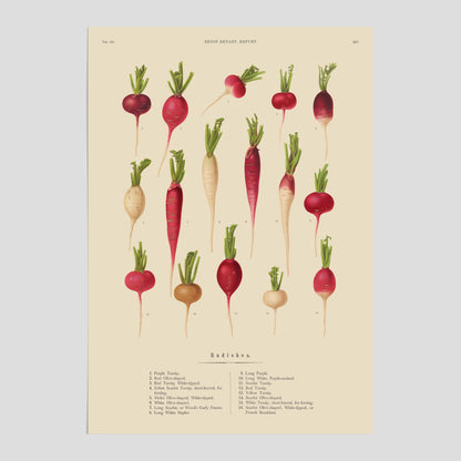 Kökstavla med Rädisor poster – Plansch med grönsaker, rädis-poster av Ernst Benary, rädistavla, tavla med rädisor, skolposter, köksposter, poster till kök