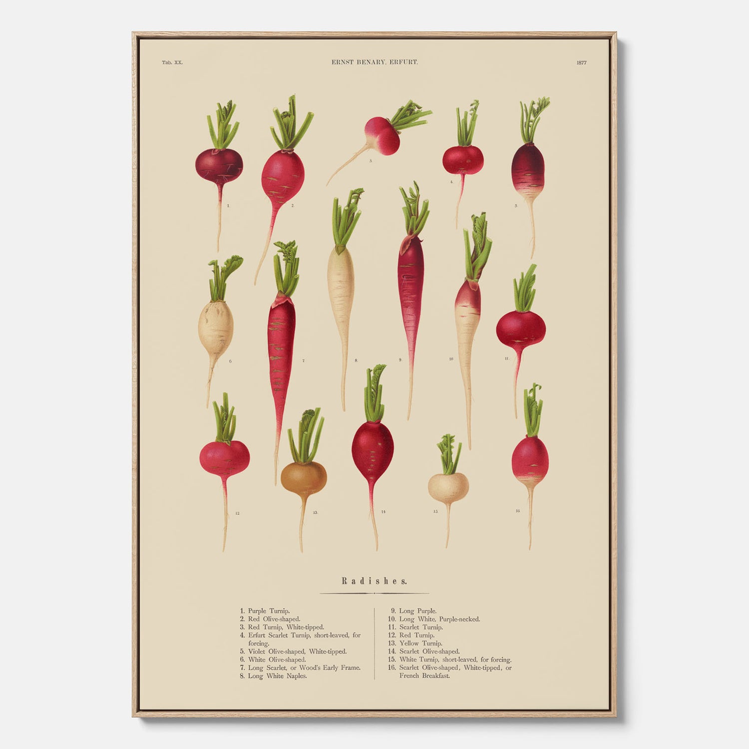 Tavla på canvas med Rädisor poster – Plansch med grönsaker, rädis-poster av Ernst Benary, rädistavla, tavla med rädisor, skolposter, köksposter, poster till kök