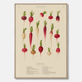 Tavla på canvas med Rädisor poster – Plansch med grönsaker, rädis-poster av Ernst Benary, rädistavla, tavla med rädisor, skolposter, köksposter, poster till kök