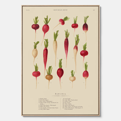 Tavla på canvas med Rädisor poster – Plansch med grönsaker, rädis-poster av Ernst Benary, rädistavla, tavla med rädisor, skolposter, köksposter, poster till kök