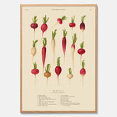Kökstavla med Rädisor poster – Plansch med grönsaker, rädis-poster av Ernst Benary, rädistavla, tavla med rädisor, skolposter, köksposter, poster till kök