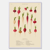 Kökstavla med Rädisor poster – Plansch med grönsaker, rädis-poster av Ernst Benary, rädistavla, tavla med rädisor, skolposter, köksposter, poster till kök