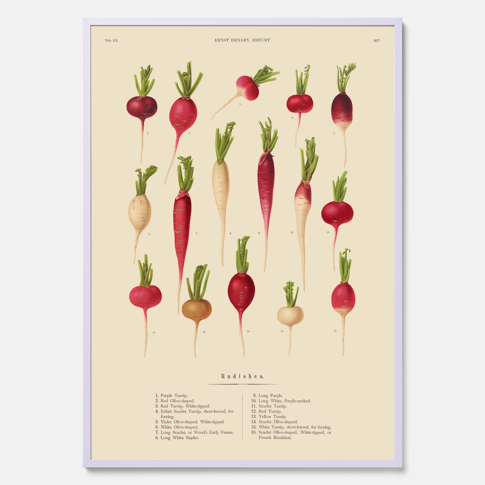 Kökstavla med Rädisor poster – Plansch med grönsaker, rädis-poster av Ernst Benary, rädistavla, tavla med rädisor, skolposter, köksposter, poster till kök