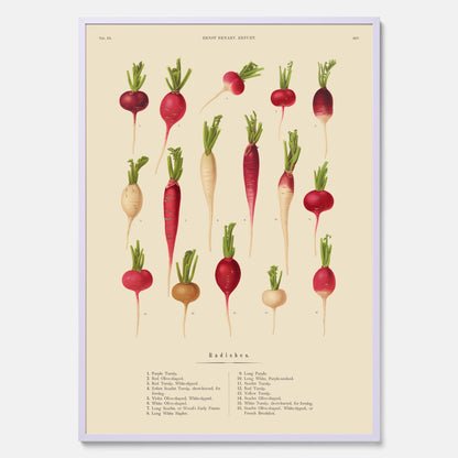 Kökstavla med Rädisor poster – Plansch med grönsaker, rädis-poster av Ernst Benary, rädistavla, tavla med rädisor, skolposter, köksposter, poster till kök