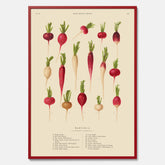 Kökstavla med Rädisor poster – Plansch med grönsaker, rädis-poster av Ernst Benary, rädistavla, tavla med rädisor, skolposter, köksposter, poster till kök
