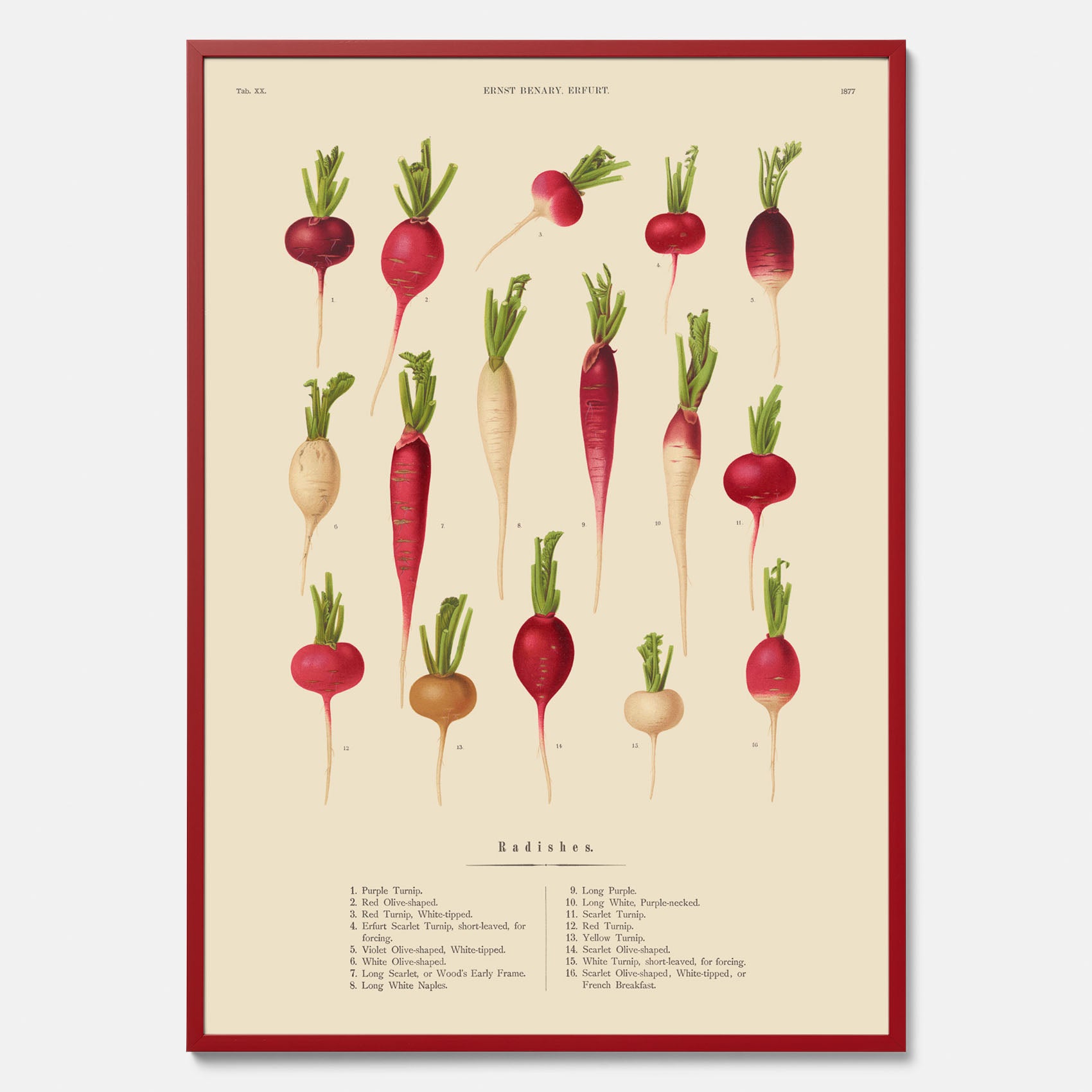 Kökstavla med Rädisor poster – Plansch med grönsaker, rädis-poster av Ernst Benary, rädistavla, tavla med rädisor, skolposter, köksposter, poster till kök