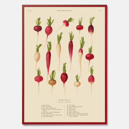 Kökstavla med Rädisor poster – Plansch med grönsaker, rädis-poster av Ernst Benary, rädistavla, tavla med rädisor, skolposter, köksposter, poster till kök