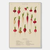 Tavla på canvas med Rädisor poster – Plansch med grönsaker, rädis-poster av Ernst Benary, rädistavla, tavla med rädisor, skolposter, köksposter, poster till kök
