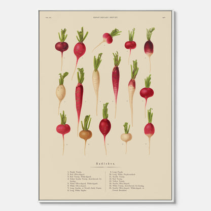 Tavla på canvas med Rädisor poster – Plansch med grönsaker, rädis-poster av Ernst Benary, rädistavla, tavla med rädisor, skolposter, köksposter, poster till kök