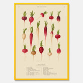 Kökstavla med Rädisor poster – Plansch med grönsaker, rädis-poster av Ernst Benary, rädistavla, tavla med rädisor, skolposter, köksposter, poster till kök