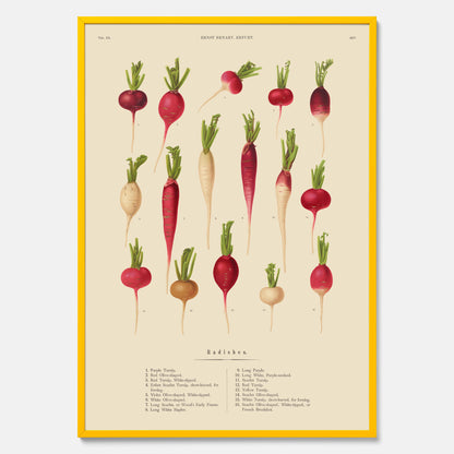 Kökstavla med Rädisor poster – Plansch med grönsaker, rädis-poster av Ernst Benary, rädistavla, tavla med rädisor, skolposter, köksposter, poster till kök