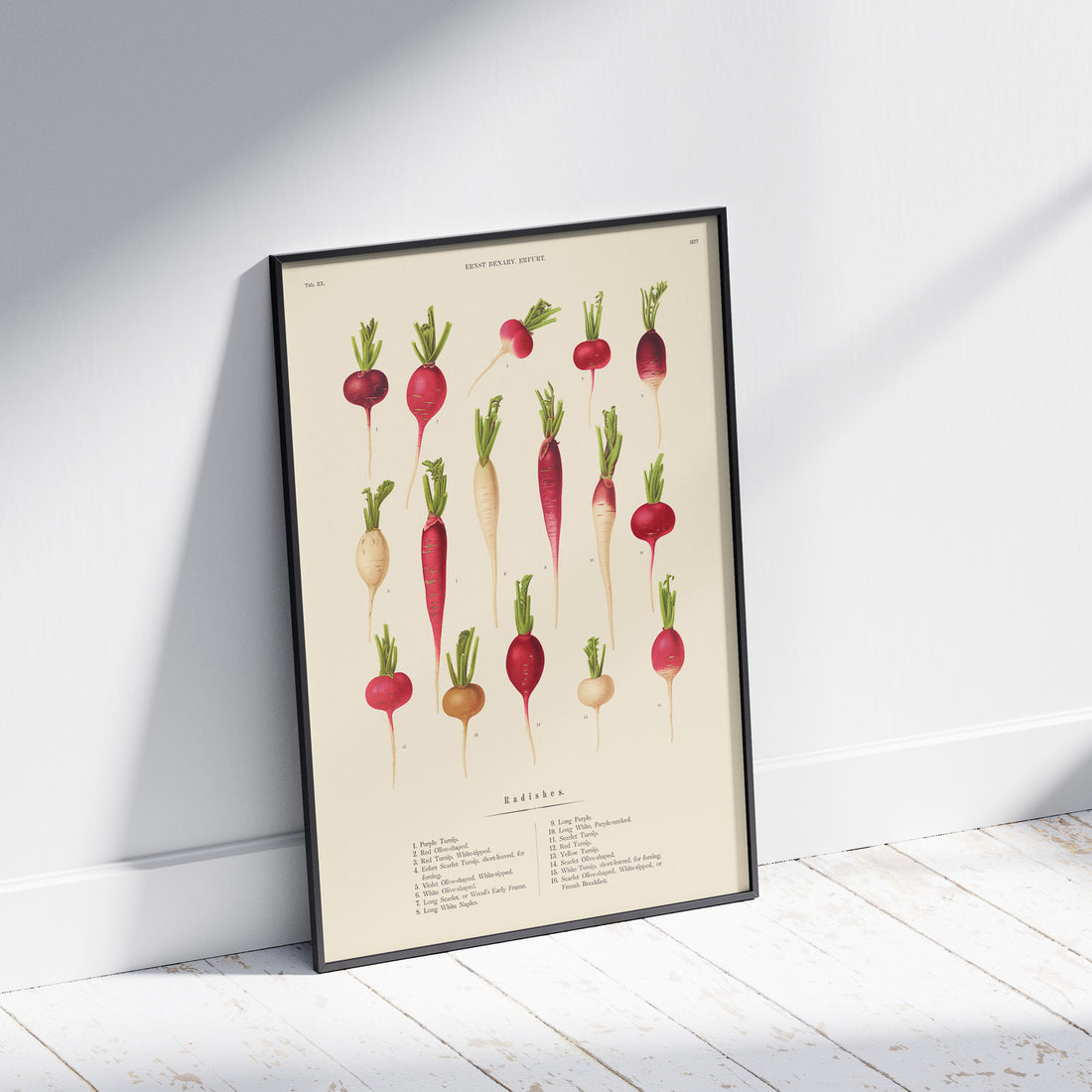 Kökstavla med Rädisor poster – Plansch med grönsaker, rädis-poster av Ernst Benary, rädistavla, tavla med rädisor, skolposter, köksposter, poster till kök