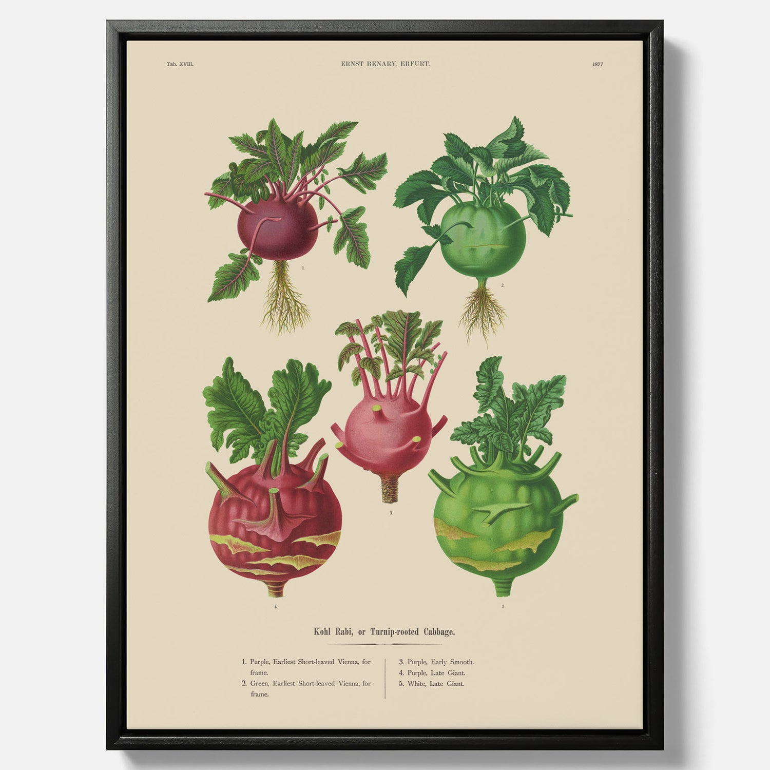 Kökstavla med Kålrabbi &amp; Kålrot poster – Canvas med kålrabbi, kålrotposter av Ernst Benary, tavla med kålrabbi och kålrot, skolposter, köksposter, poster till kök
