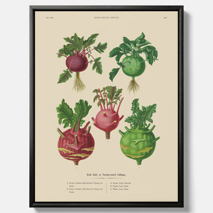 Kökstavla med Kålrabbi &amp; Kålrot poster – Canvas med kålrabbi, kålrotposter av Ernst Benary, tavla med kålrabbi och kålrot, skolposter, köksposter, poster till kök