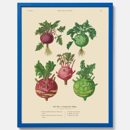Kökstavla med Kålrabbi &amp; Kålrot poster – Plansch med kålrabbi, kålrotposter av Ernst Benary, tavla med kålrabbi och kålrot, skolposter, köksposter, poster till kök