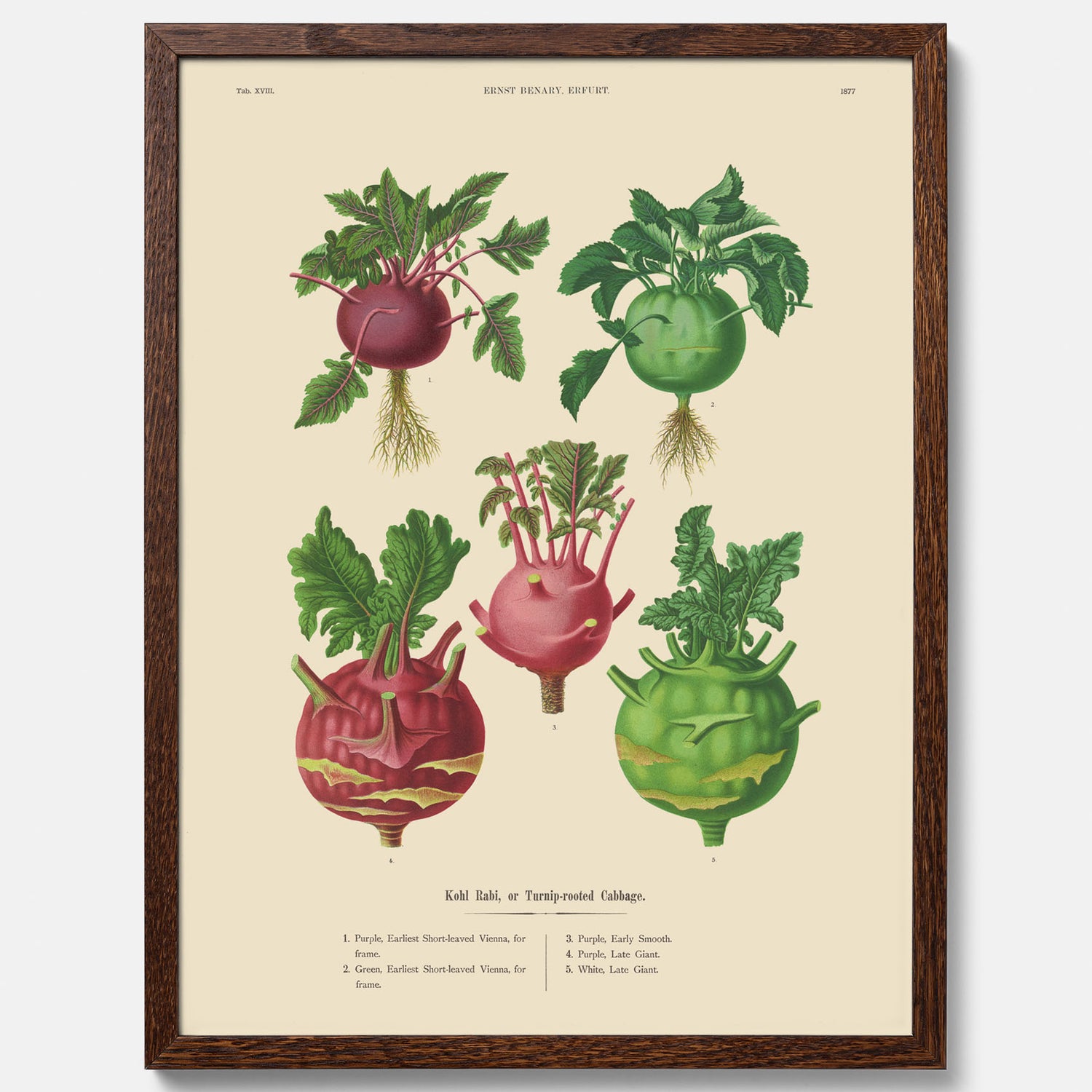 Kökstavla med Kålrabbi &amp; Kålrot poster – Plansch med kålrabbi, kålrotposter av Ernst Benary, tavla med kålrabbi och kålrot, skolposter, köksposter, poster till kök