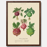 Kökstavla med Kålrabbi & Kålrot poster – Plansch med kålrabbi, kålrotposter av Ernst Benary, tavla med kålrabbi och kålrot, skolposter, köksposter, poster till kök