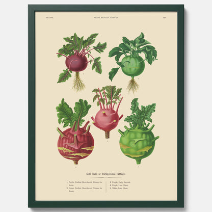 Kökstavla med Kålrabbi &amp; Kålrot poster – Plansch med kålrabbi, kålrotposter av Ernst Benary, tavla med kålrabbi och kålrot, skolposter, köksposter, poster till kök