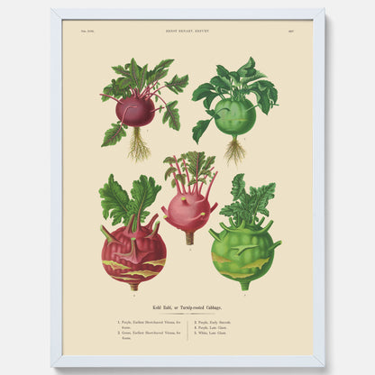 Kökstavla med Kålrabbi &amp; Kålrot poster – Plansch med kålrabbi, kålrotposter av Ernst Benary, tavla med kålrabbi och kålrot, skolposter, köksposter, poster till kök