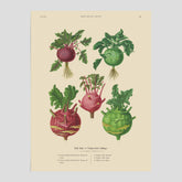 Kökstavla med Kålrabbi & Kålrot poster – Plansch med kålrabbi, kålrotposter av Ernst Benary, tavla med kålrabbi och kålrot, skolposter, köksposter, poster till kök