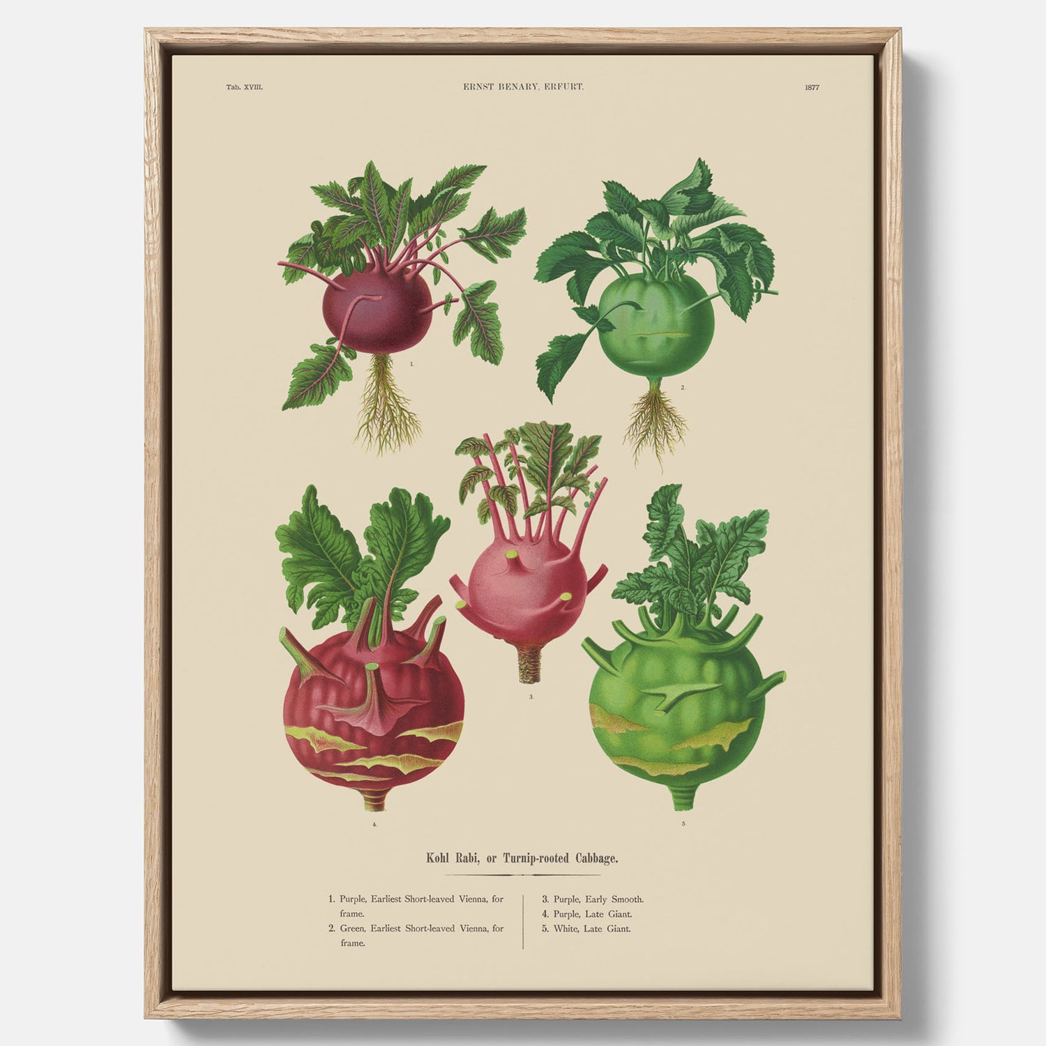 Kökstavla med Kålrabbi &amp; Kålrot poster – Canvas med kålrabbi, kålrotposter av Ernst Benary, tavla med kålrabbi och kålrot, skolposter, köksposter, poster till kök