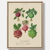 Kökstavla med Kålrabbi & Kålrot poster – Canvas med kålrabbi, kålrotposter av Ernst Benary, tavla med kålrabbi och kålrot, skolposter, köksposter, poster till kök