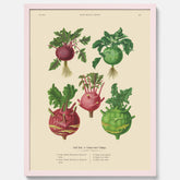 Kökstavla med Kålrabbi & Kålrot poster – Plansch med kålrabbi, kålrotposter av Ernst Benary, tavla med kålrabbi och kålrot, skolposter, köksposter, poster till kök