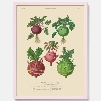 Kökstavla med Kålrabbi &amp; Kålrot poster – Plansch med kålrabbi, kålrotposter av Ernst Benary, tavla med kålrabbi och kålrot, skolposter, köksposter, poster till kök