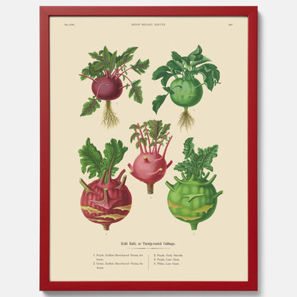 Kökstavla med Kålrabbi &amp; Kålrot poster – Plansch med kålrabbi, kålrotposter av Ernst Benary, tavla med kålrabbi och kålrot, skolposter, köksposter, poster till kök