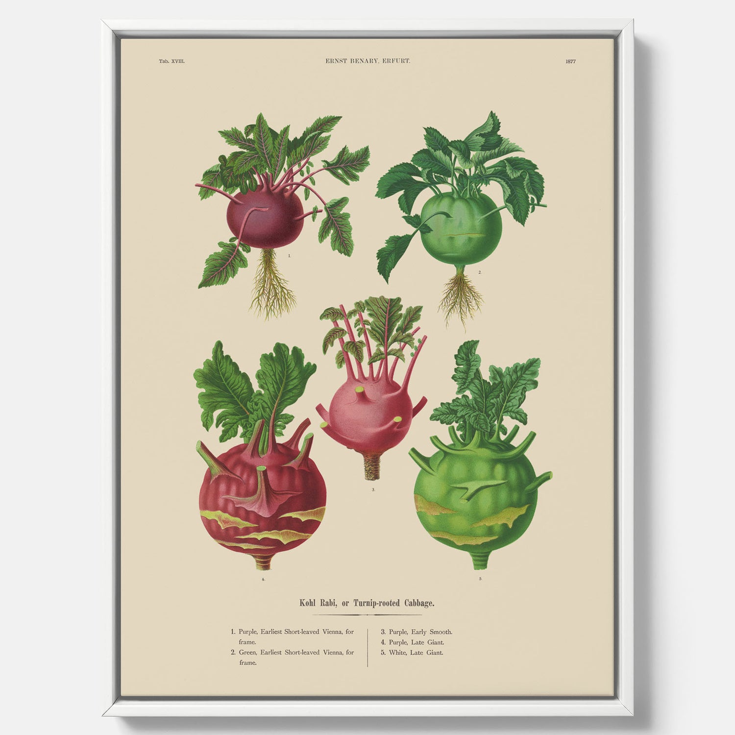 Kökstavla med Kålrabbi &amp; Kålrot poster – Canvas med kålrabbi, kålrotposter av Ernst Benary, tavla med kålrabbi och kålrot, skolposter, köksposter, poster till kök