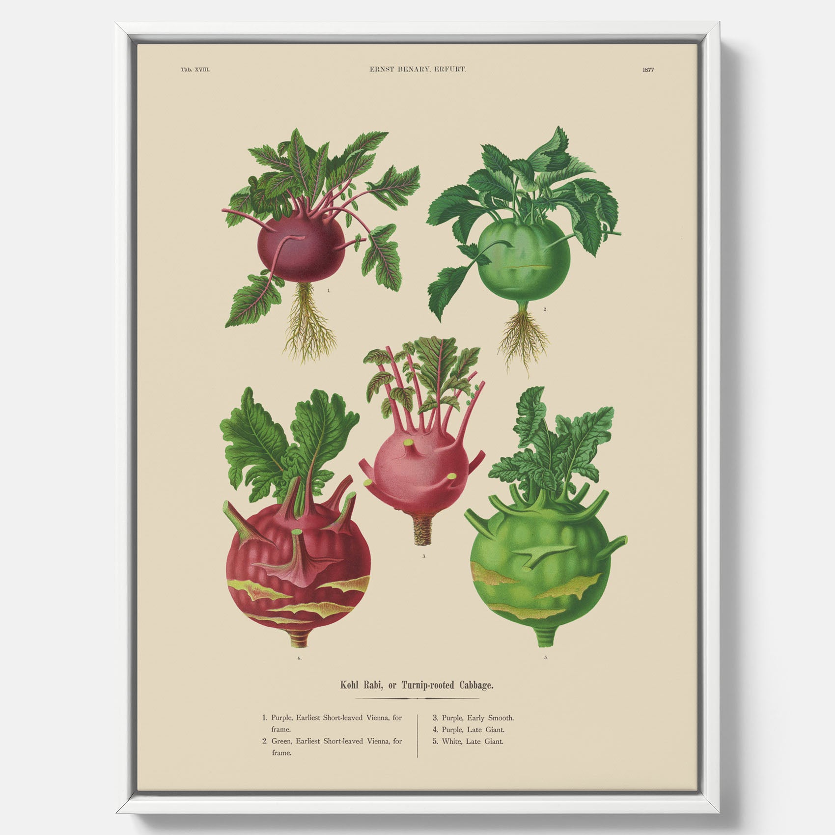 Kökstavla med Kålrabbi &amp; Kålrot poster – Canvas med kålrabbi, kålrotposter av Ernst Benary, tavla med kålrabbi och kålrot, skolposter, köksposter, poster till kök