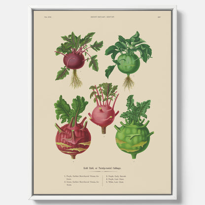 Kökstavla med Kålrabbi &amp; Kålrot poster – Canvas med kålrabbi, kålrotposter av Ernst Benary, tavla med kålrabbi och kålrot, skolposter, köksposter, poster till kök
