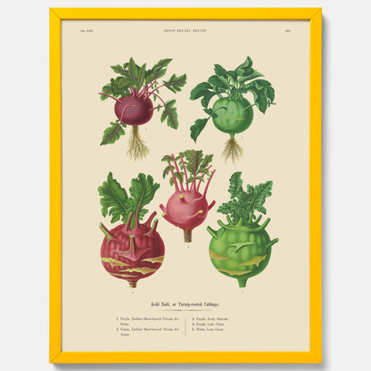 Kökstavla med Kålrabbi &amp; Kålrot poster – Plansch med kålrabbi, kålrotposter av Ernst Benary, tavla med kålrabbi och kålrot, skolposter, köksposter, poster till kök