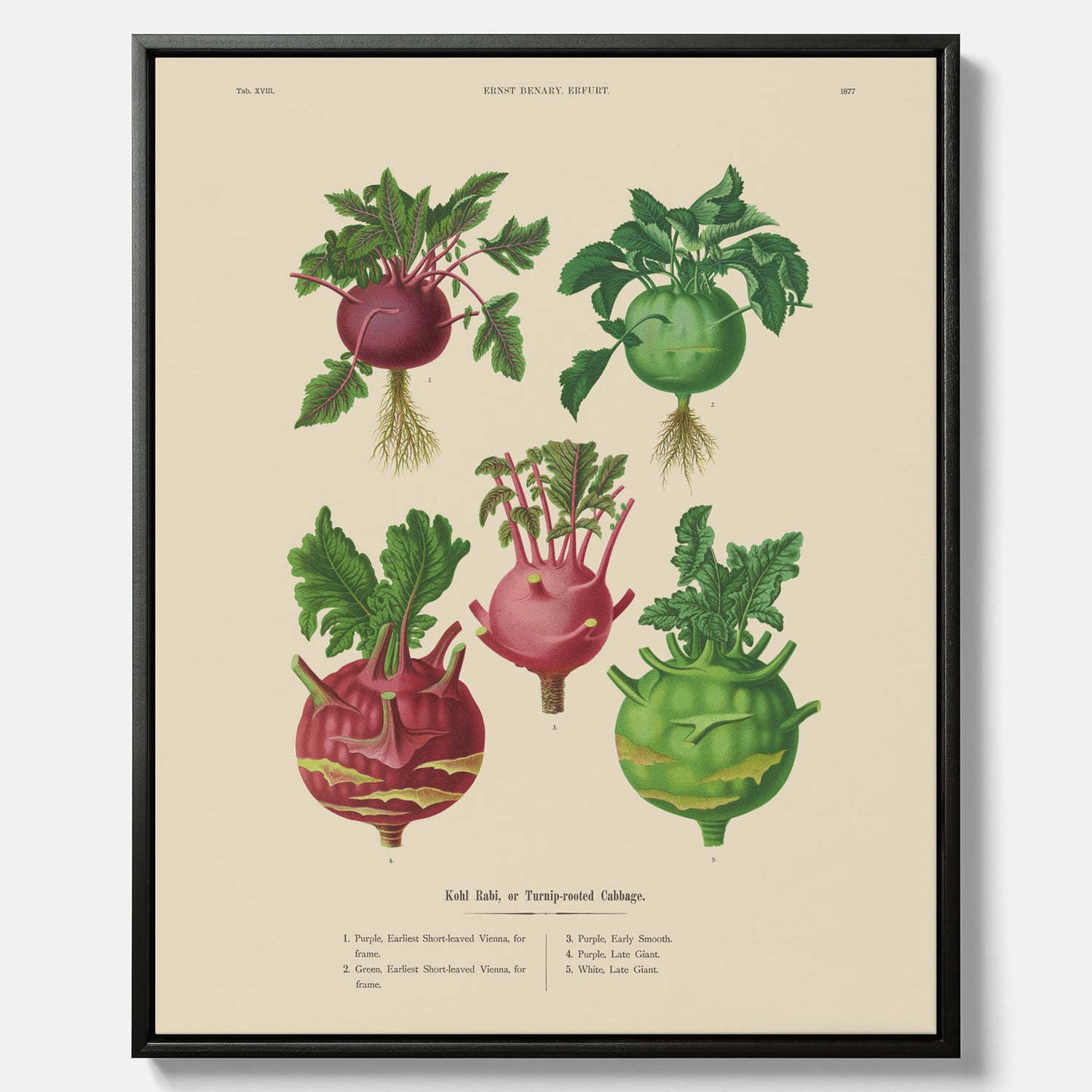 Kökstavla med Kålrabbi &amp; Kålrot poster – Canvas med kålrabbi, kålrotposter av Ernst Benary, tavla med kålrabbi och kålrot, skolposter, köksposter, poster till kök