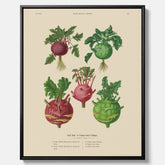 Kökstavla med Kålrabbi & Kålrot poster – Canvas med kålrabbi, kålrotposter av Ernst Benary, tavla med kålrabbi och kålrot, skolposter, köksposter, poster till kök