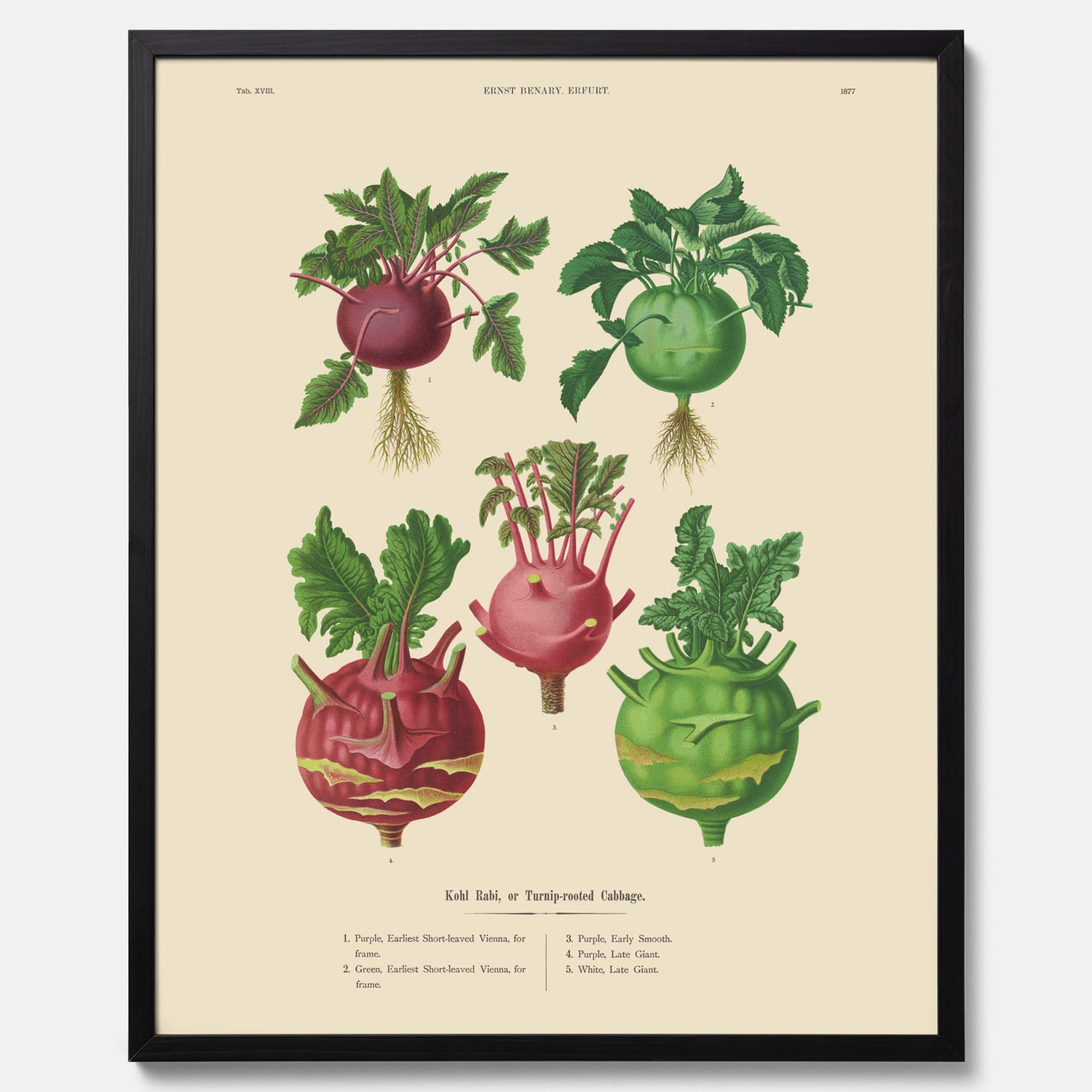 Kökstavla med Kålrabbi &amp; Kålrot poster – Plansch med kålrabbi, kålrotposter av Ernst Benary, tavla med kålrabbi och kålrot, skolposter, köksposter, poster till kök