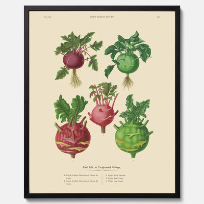 Kökstavla med Kålrabbi &amp; Kålrot poster – Plansch med kålrabbi, kålrotposter av Ernst Benary, tavla med kålrabbi och kålrot, skolposter, köksposter, poster till kök
