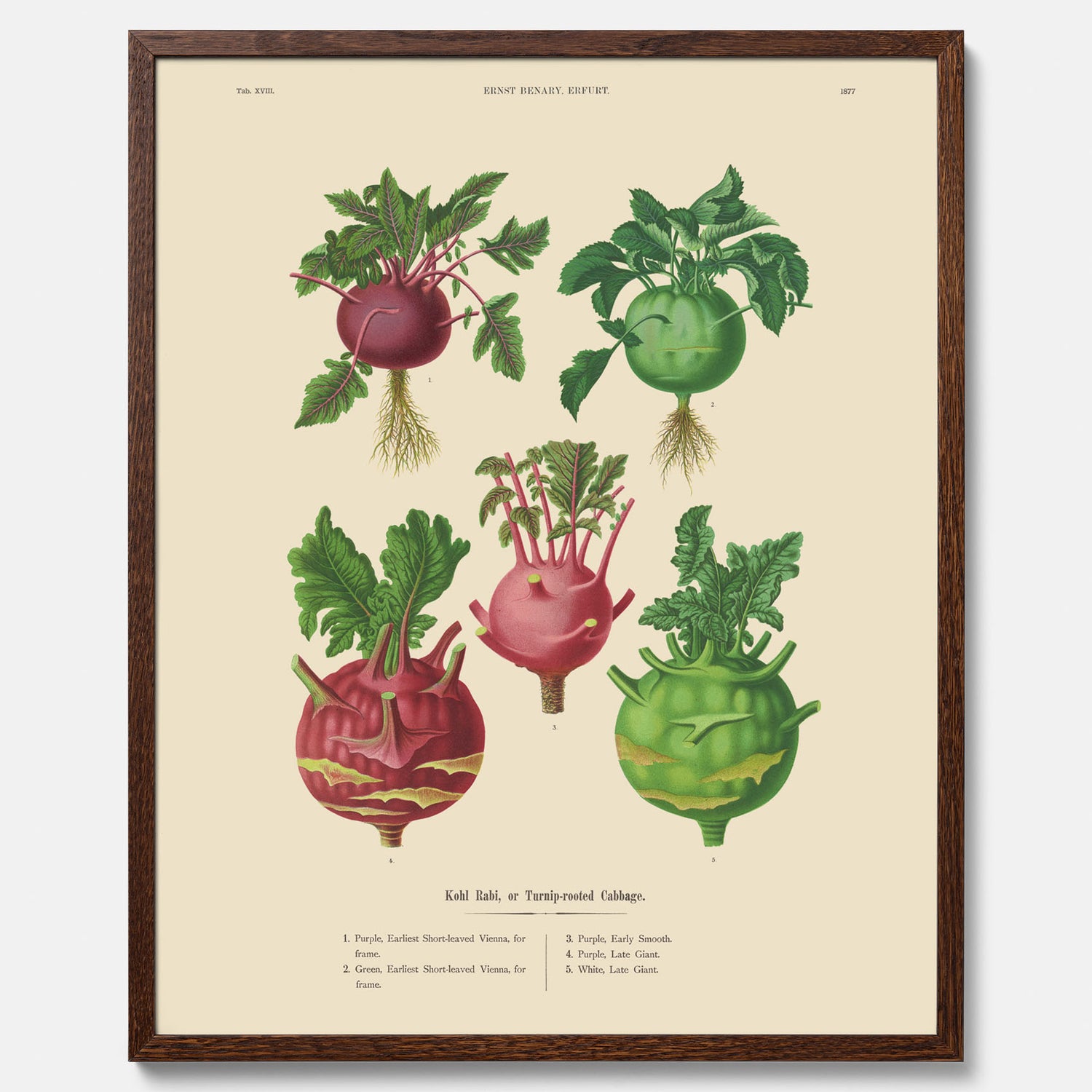 Kökstavla med Kålrabbi &amp; Kålrot poster – Plansch med kålrabbi, kålrotposter av Ernst Benary, tavla med kålrabbi och kålrot, skolposter, köksposter, poster till kök